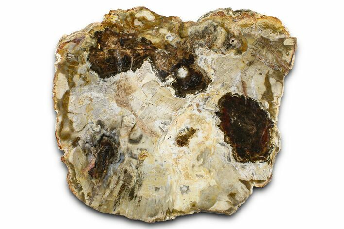 Beautiful Petrified Wood (Araucaria) Slab - Madagascar #361471
